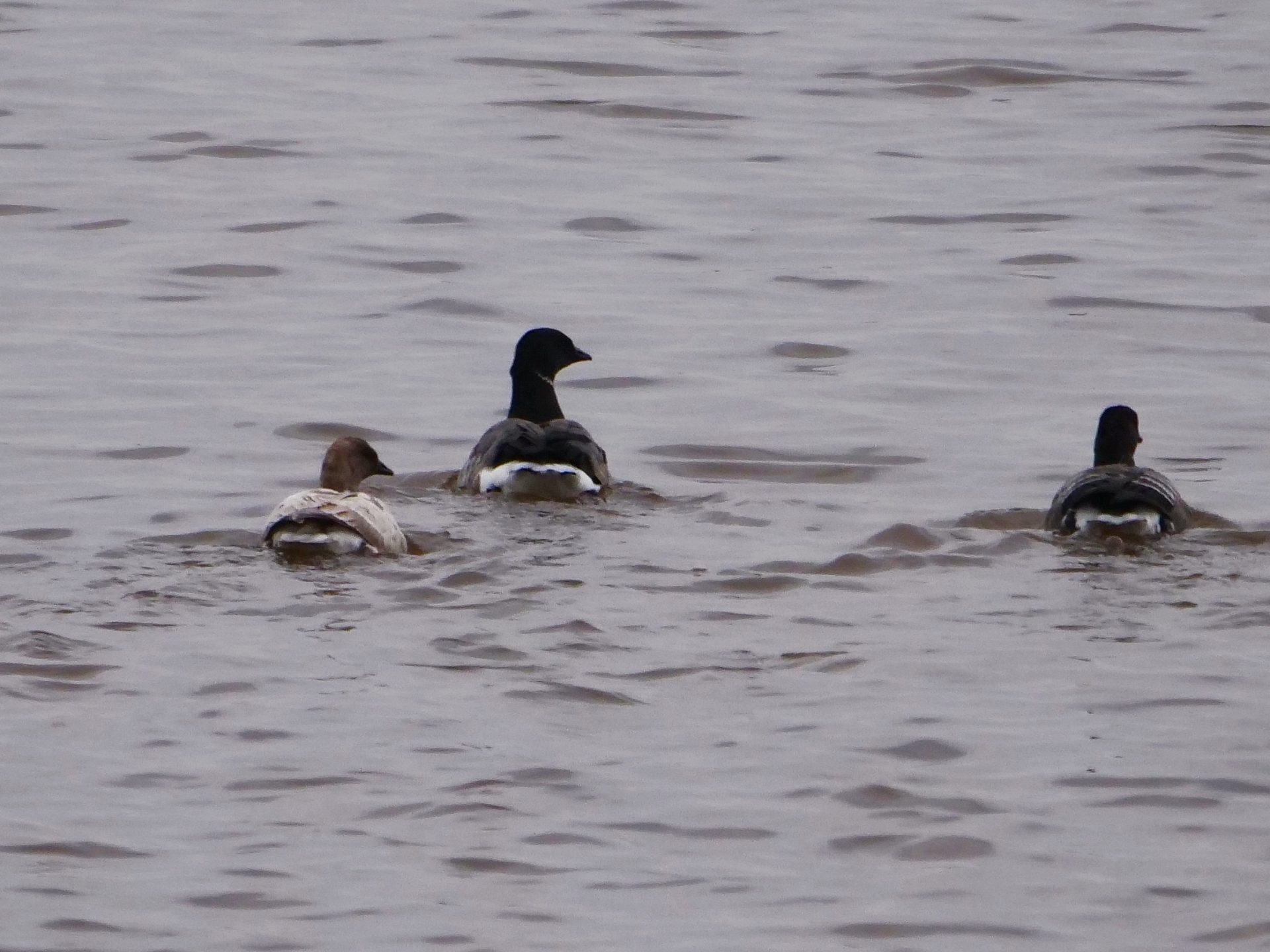 Devon Wildlife Trust 60th Anniversary Guided Bird Watching Cruise