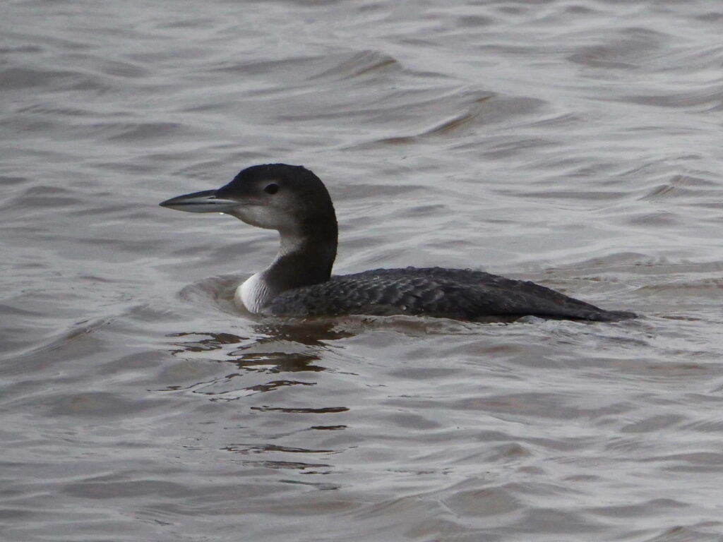 This image has an empty alt attribute; its file name is Great-Northern-Diver-imm-P1178586-1024x768.jpg