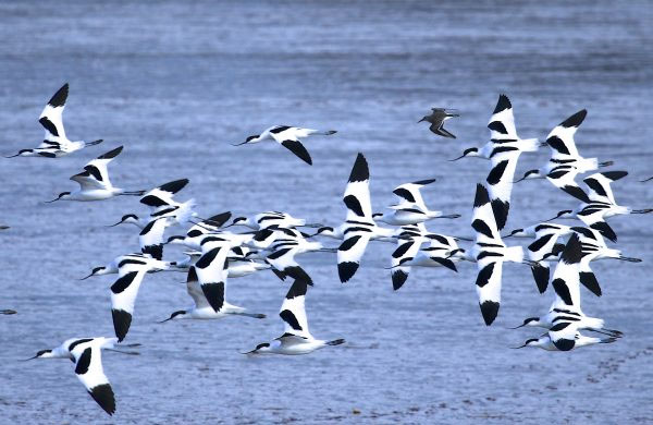 guided bird watching